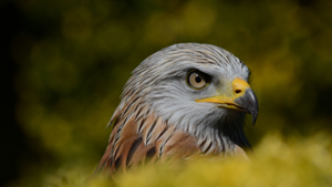 Donjon des aigles